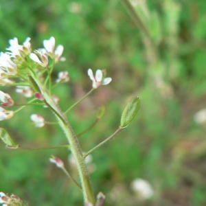 Photographie n°20310 du taxon Draba muralis L. [1753]