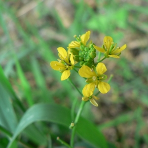 Photographie n°20314 du taxon Rorippa sylvestris (L.) Besser [1821]