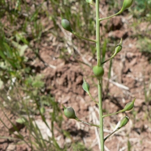 Photographie n°20318 du taxon Camelina sativa subsp. microcarpa (Andrz. ex DC.) Bonnier [1912]