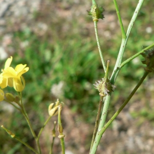 Photographie n°20320 du taxon Bunias erucago L.