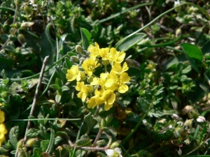 Mathieu MENAND, le 17 mars 2007 (Dourgne)