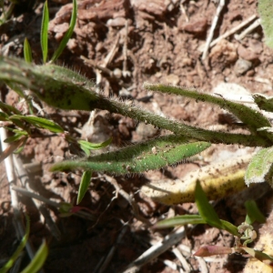  - Camelina sativa subsp. microcarpa (Andrz. ex DC.) Bonnier [1912]