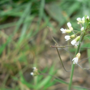 Photographie n°20326 du taxon Arabidopsis thaliana (L.) Heynh.