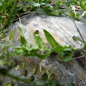 Photographie n°20336 du taxon Lepidium heterophyllum Benth. [1826]