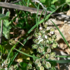 Photographie n°20337 du taxon Kandis perfoliata (L.) Kerguélen [1993]