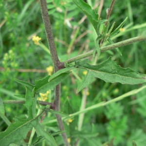 Photographie n°20342 du taxon Sisymbrium officinale (L.) Scop. [1772]