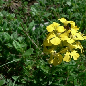 Erysimum helveticum subsp. sylvestre sensu P.Fourn. (Vélar des Pyrénées)