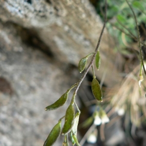 Draba frigida var. glabrescens (Mutel) Cariot & St.-Lag. (Drave des frimas)