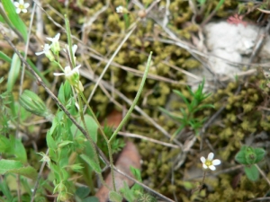 Mathieu MENAND, le  9 avril 2009 (Robion)
