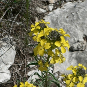 Erysimum canescens subsp. rhaeticum (Schleich. ex Hornem.) Arcang. (Vélar de Suisse)