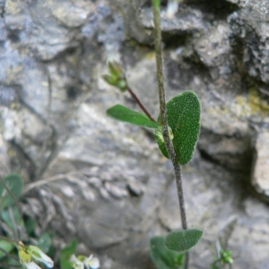  - Arabis serpillifolia Vill. [1779]