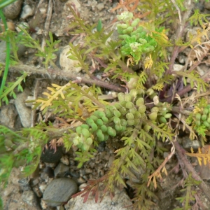 Photographie n°20355 du taxon Lepidium didymum L.