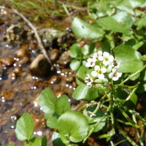 Photographie n°20359 du taxon Nasturtium officinale R.Br. [1812]