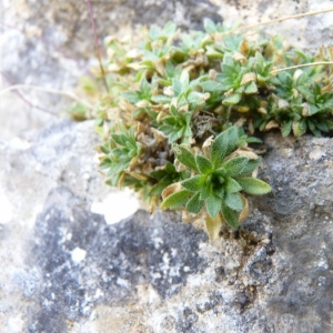  - Draba siliquosa M.Bieb. [1808]