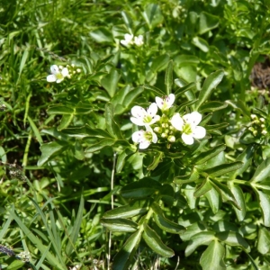 Photographie n°20363 du taxon Cardamine amara L.