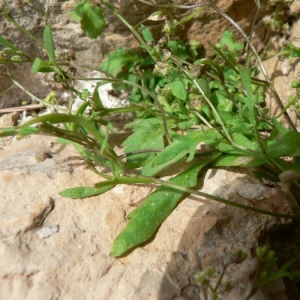  - Hymenolobus procumbens subsp. pauciflorus (W.D.J.Koch) Schinz & Thell. [1921]