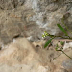  - Hymenolobus procumbens subsp. pauciflorus (W.D.J.Koch) Schinz & Thell. [1921]