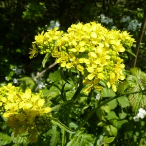 Sisymbrium austriacum subsp. chrysanthum (Jord.) Rouy & Foucaud (Vélar à fleurs dorées)