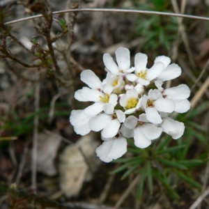 Photographie n°20379 du taxon Iberis saxatilis L. [1756]