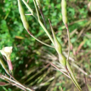 Photographie n°20380 du taxon Raphanus raphanistrum subsp. raphanistrum