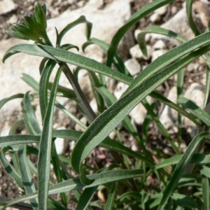  - Erysimum rhaeticum (Schleich. ex Hornem.) DC. [1821]