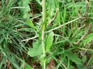 Mathieu MENAND, le 15 mars 2008 (Balaguères)
