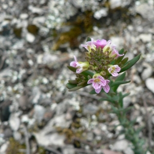 Photographie n°20383 du taxon Aethionema saxatile (L.) R.Br. [1812]