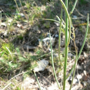 Photographie n°20384 du taxon Erysimum ruscinonense Jord. [1864]