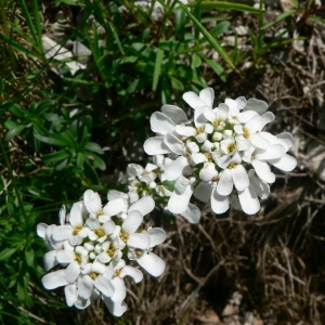 Photographie n°20385 du taxon Iberis sempervirens L. [1753]