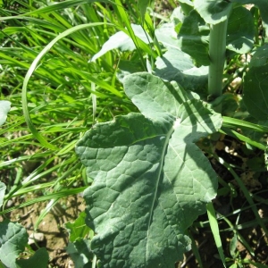 Photographie n°20388 du taxon Brassica napus L. [1753]