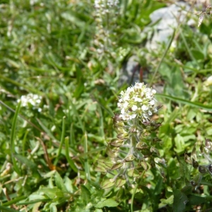 Photographie n°20389 du taxon Lepidium heterophyllum Benth. [1826]