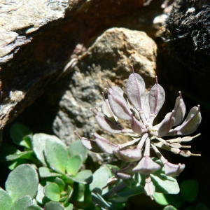 Photographie n°20390 du taxon Noccaea rotundifolia (L.) Moench [1802]