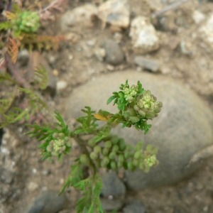 Photographie n°20391 du taxon Lepidium didymum L.