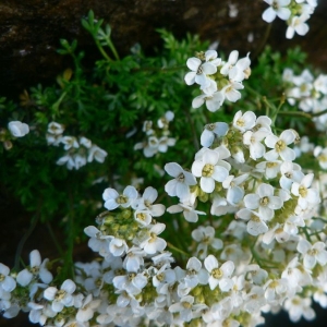 Photographie n°20392 du taxon Pritzelago alpina (L.) Kuntze [1891]