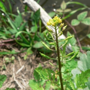 Photographie n°20394 du taxon Rorippa palustris (L.) Besser [1821]