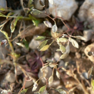 Photographie n°20402 du taxon Erophila verna (L.) Chevall.