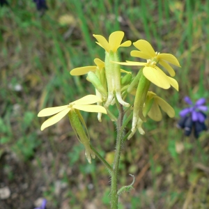 Photographie n°20403 du taxon Biscutella cichoriifolia Loisel. [1810]