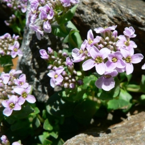 Photographie n°20404 du taxon Noccaea rotundifolia (L.) Moench [1802]