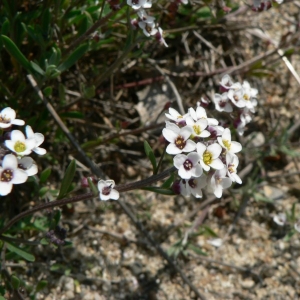 Photographie n°20405 du taxon Lobularia maritima (L.) Desv.