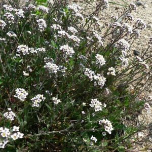 Photographie n°20411 du taxon Lobularia maritima (L.) Desv.