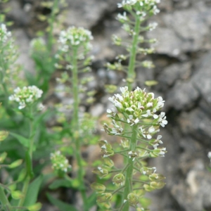 Photographie n°20417 du taxon Lepidium campestre (L.) R.Br. [1812]