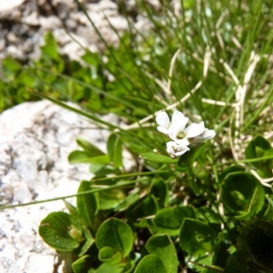 Cardamine alpina Willd. (Cardamine des Alpes)
