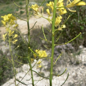 Photographie n°20422 du taxon Erucastrum nasturtiifolium (Poir.) O.E.Schulz [1916]