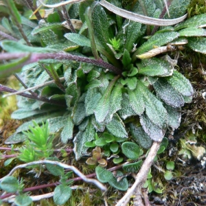 Photographie n°20425 du taxon Kernera saxatilis (L.) Sweet [1827]