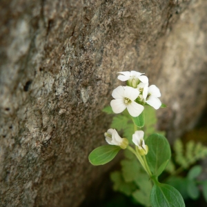 Photographie n°20427 du taxon Cardamine resedifolia L. [1753]