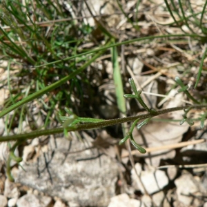 Photographie n°20429 du taxon Iberis pinnata L. [1755]