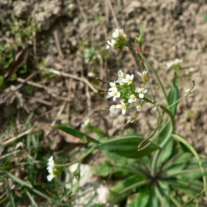 Photographie n°20435 du taxon Arabidopsis thaliana (L.) Heynh.