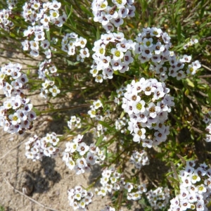 Photographie n°20440 du taxon Lobularia maritima (L.) Desv.