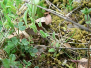 Mathieu MENAND, le  9 avril 2009 (Robion)