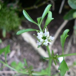 Photographie n°20444 du taxon Cardamine flexuosa With. [1796]